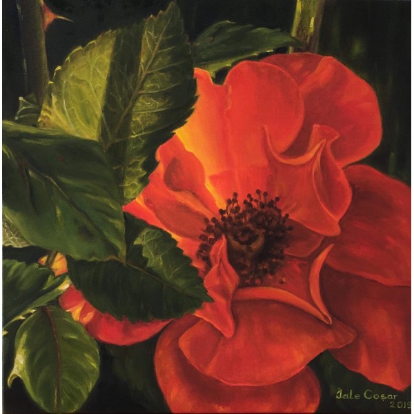 JALE COŞAR 00003 Wild Rose